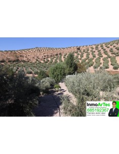 finca olivos y recreo 2